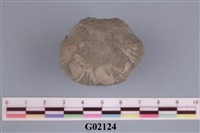 藏品(藤壺)的圖片